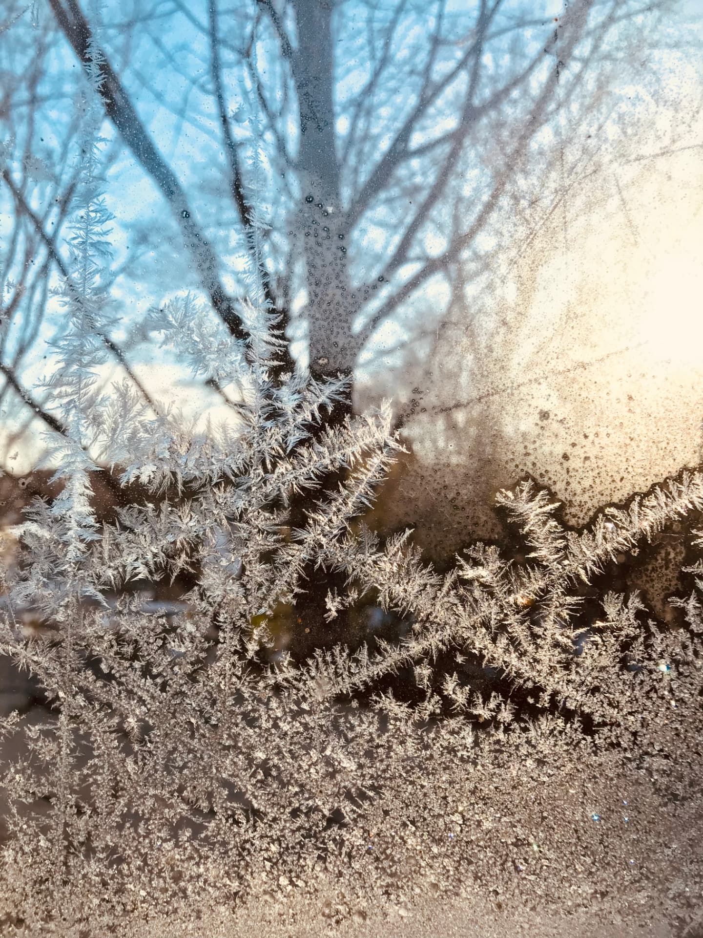 Frost crystals forming on a winter window, with bare trees silhouetted against a pale blue sky