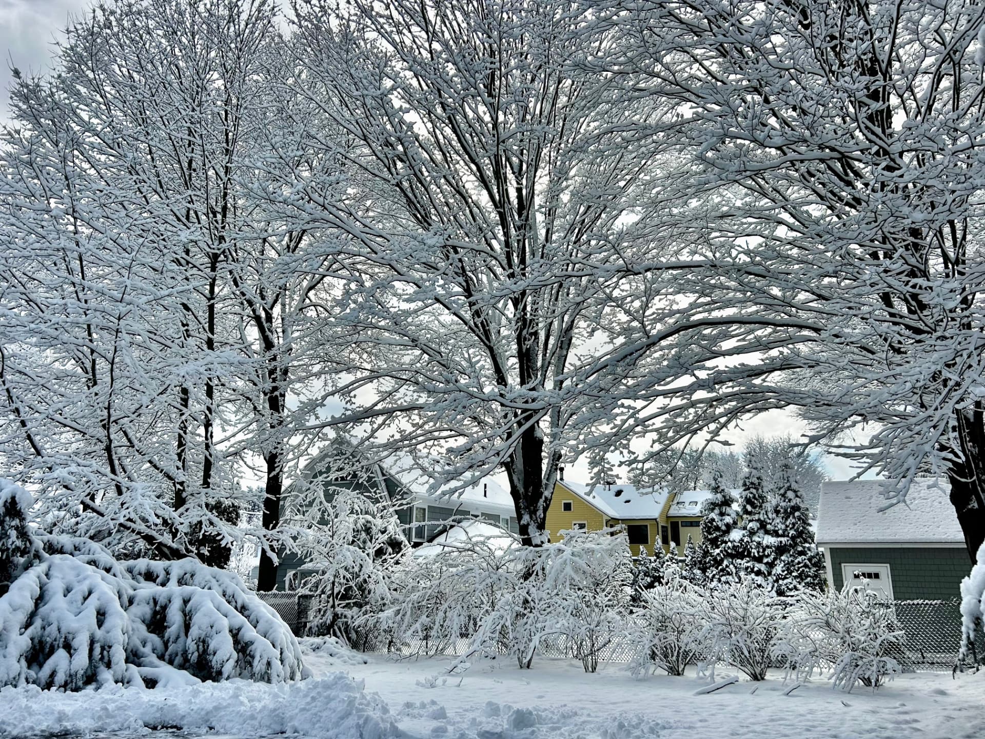 A quiet residential street after a heavy snowfall, bare trees and hedges heavy with fresh snow