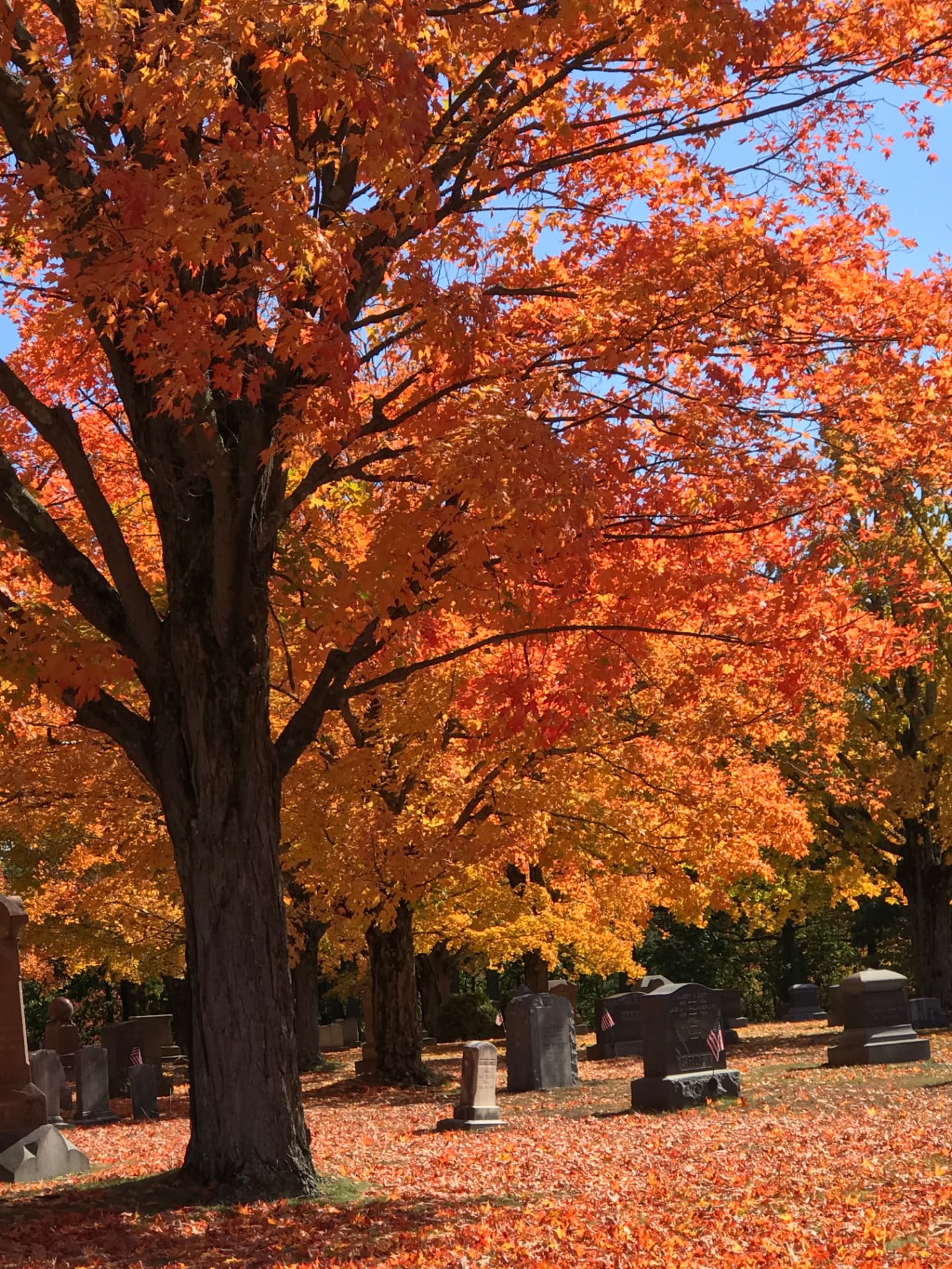 A cemetery in autumn with bright orange maple trees and fallen leaves covering the ground