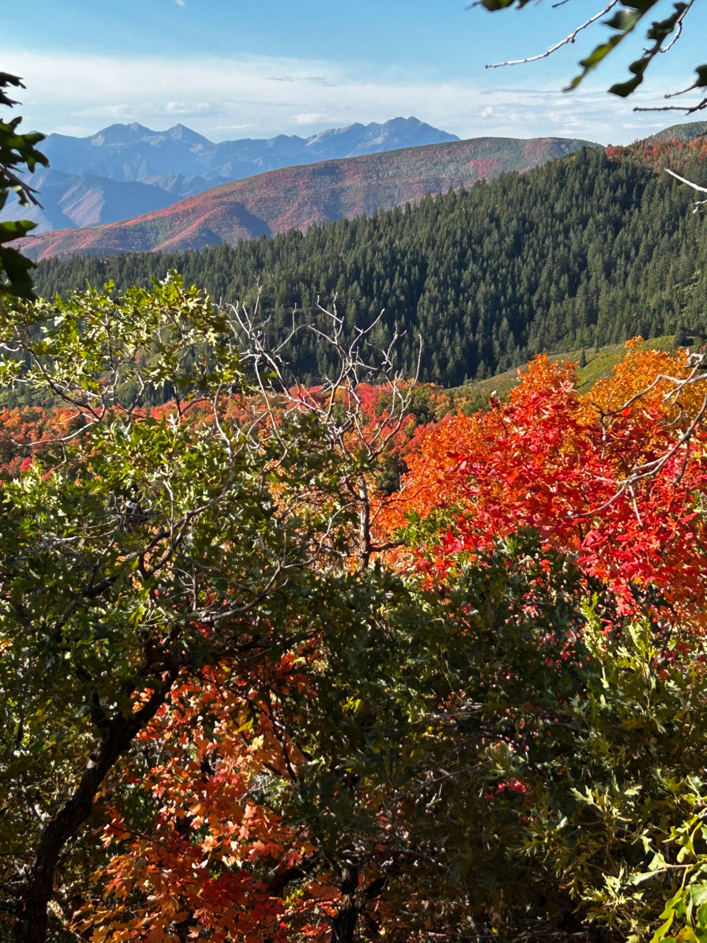 Autumn colour in the Wasatch Mountains, with red and orange leaves below evergreen slopes and distant peaks